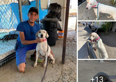 rescue of puerto vallarta dogs