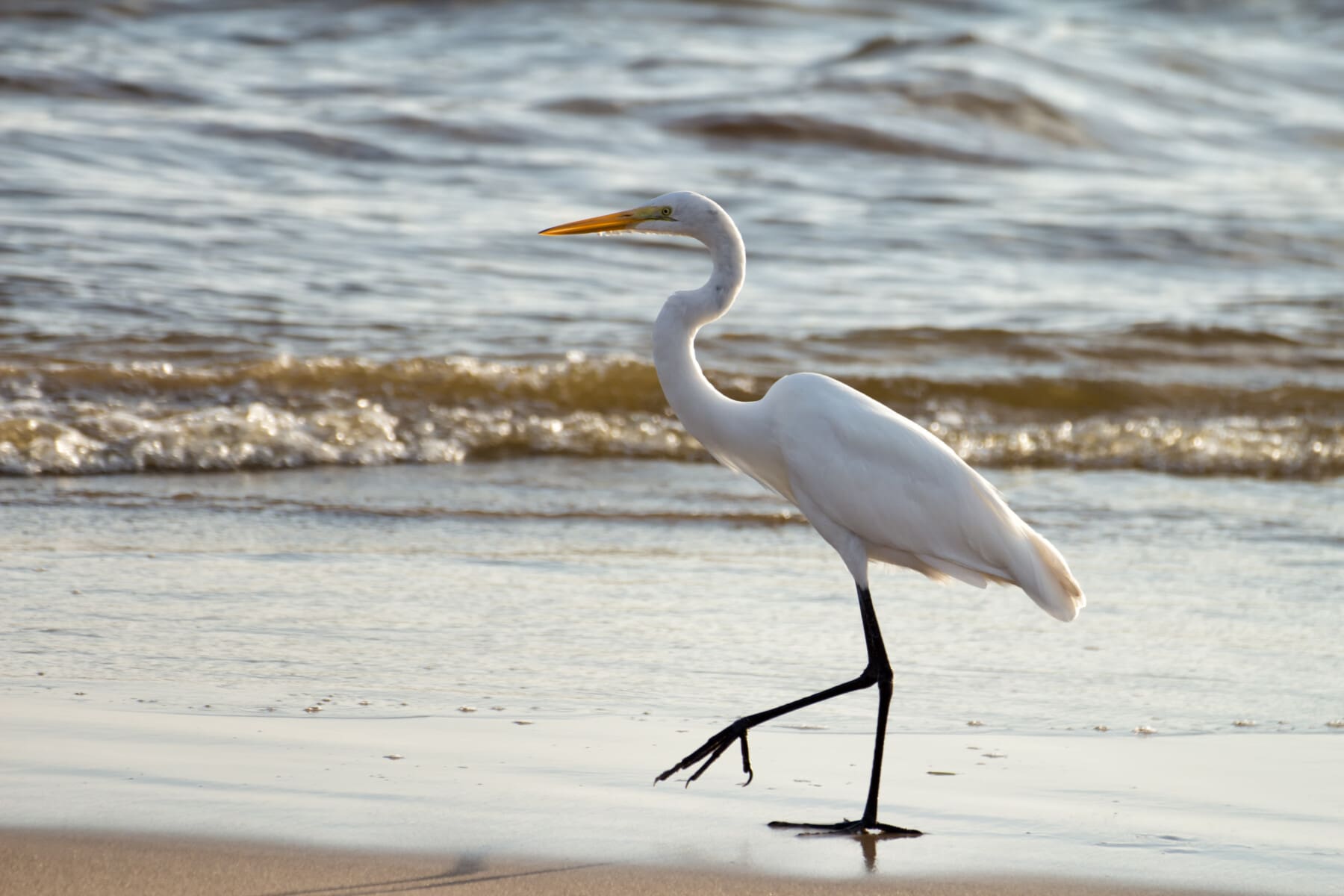 Great Egret Garza blanca real (Ardea alba egretta) (10269780643)