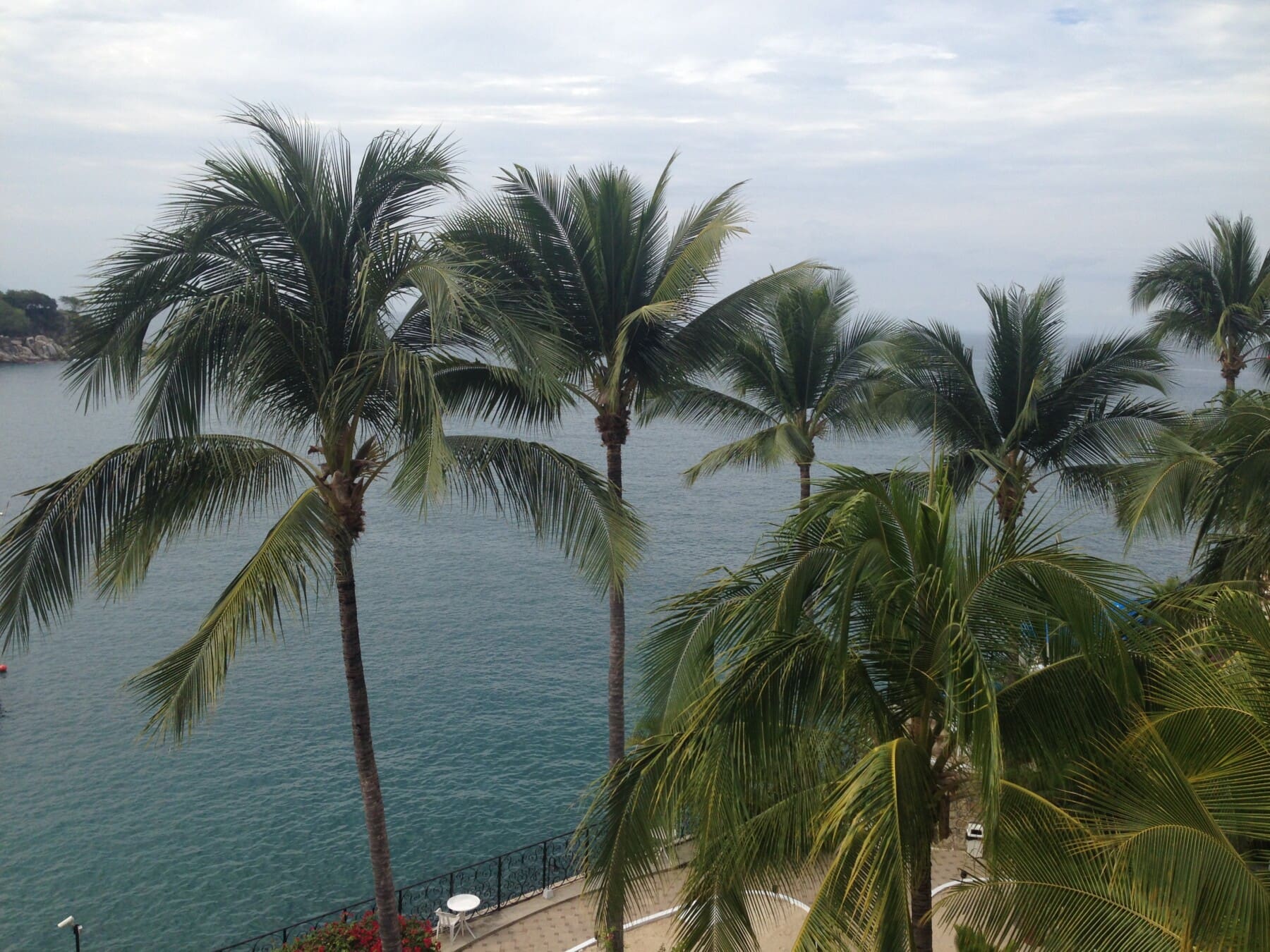 Palmeras de Puerto Vallarta